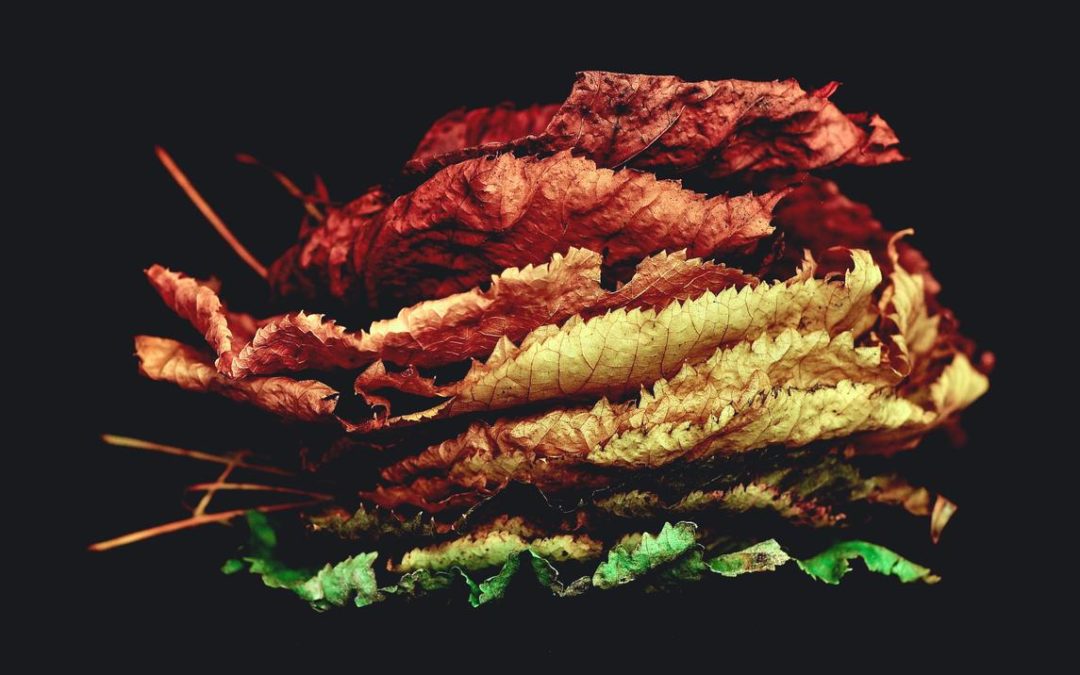 Ex placeat a id illo sunt assumenda officia